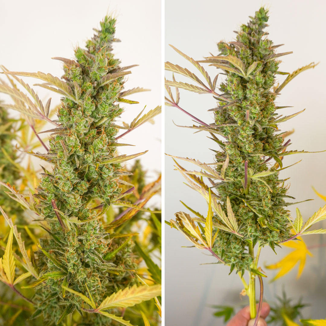 Auto Mac #1 seeds