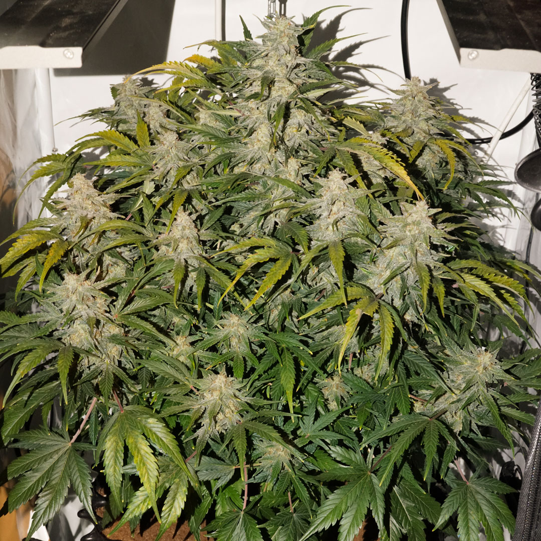 Auto SFV OG seeds