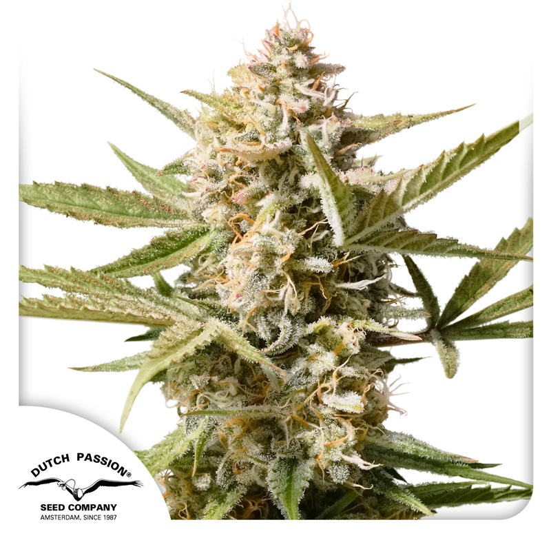 Auto Cinderella Jack seeds