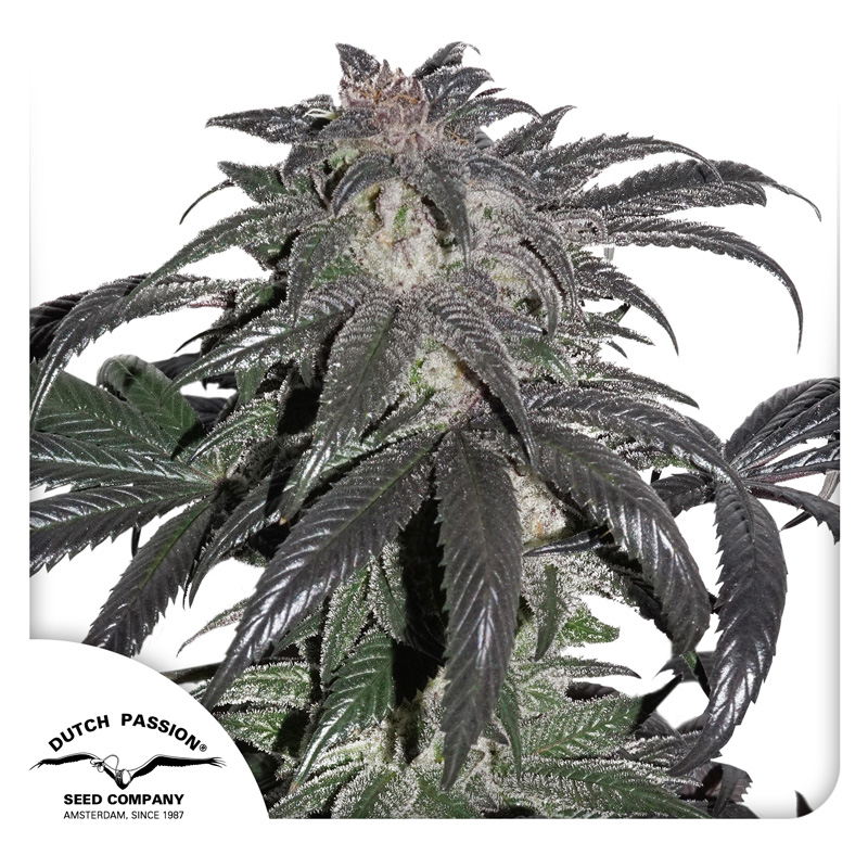 Bubba Island Kush seeds