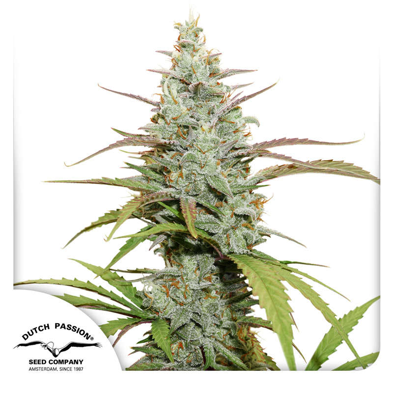 Mokum’s Tulip seeds