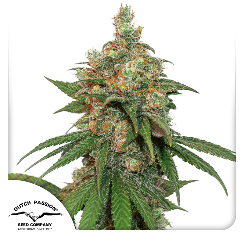 HiFi 4G seeds