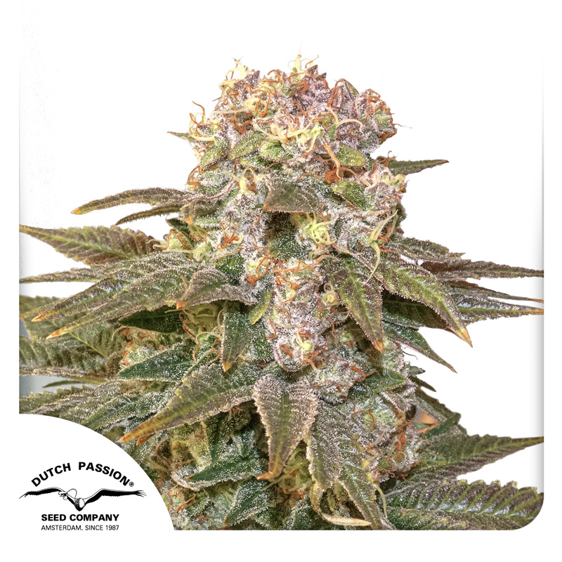 C-Vibez seeds